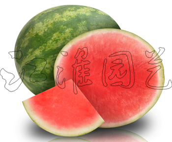 无籽5号