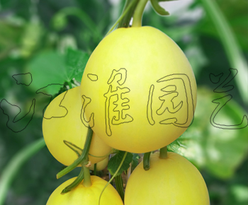 黄优美