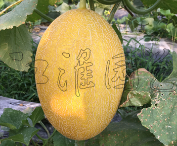 欧蜜10号