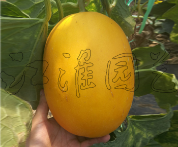 金童2号
