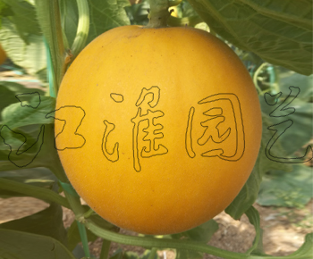 金童3号