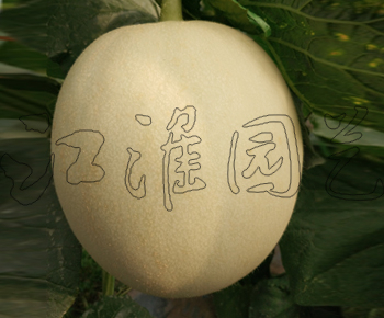 甜美4号