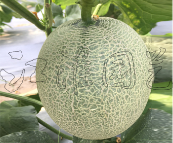翠蜜2号