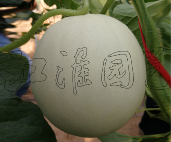 蜜丰一号