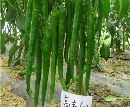 高丰602
