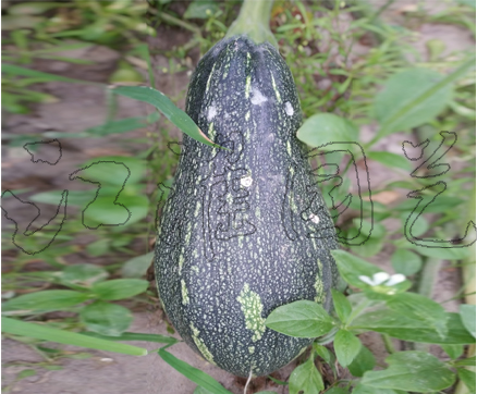 香芋2号