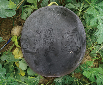 墨美7号