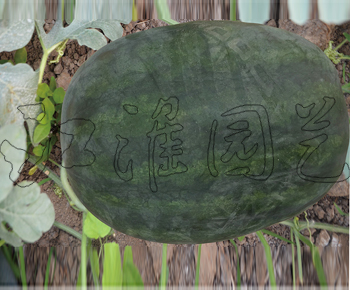 虎妞5号