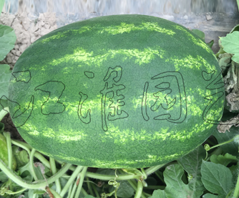 克丰6号