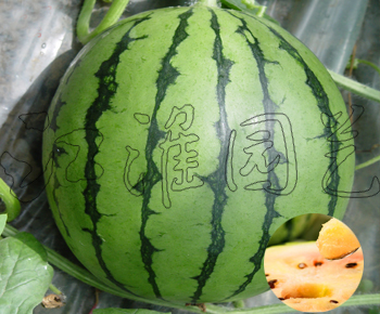 双色麒麟