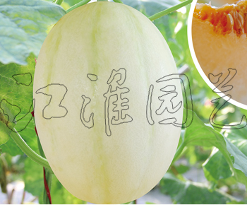 白蜜宝5号
