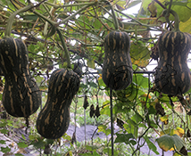 玲珑1号