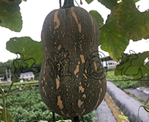 玲珑2号