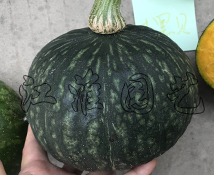大黑贝