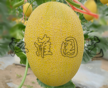红佳1号