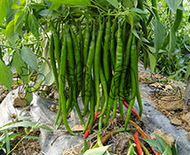 新优冠