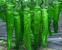 绿冠