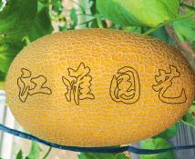 金翡翠1号